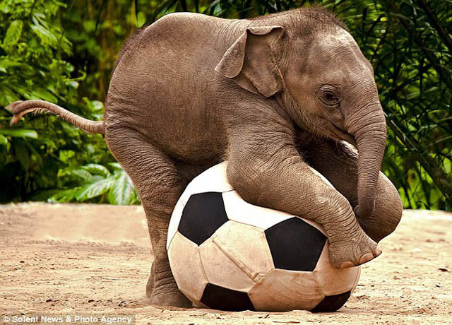 beautfiul-baby-elephant-with-football-4.jpg