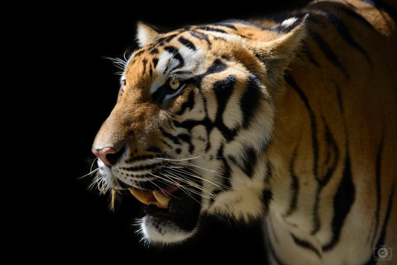 Beautiful_Tiger_Background-789.jpg