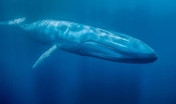 blue-whale-621674.jpg