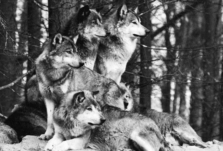 wolf-family-11.jpg